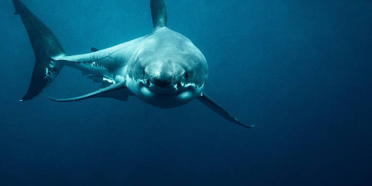 Australian Mayor Wants to “Terminate” Great White Sharks Responsible for Recent Attacks