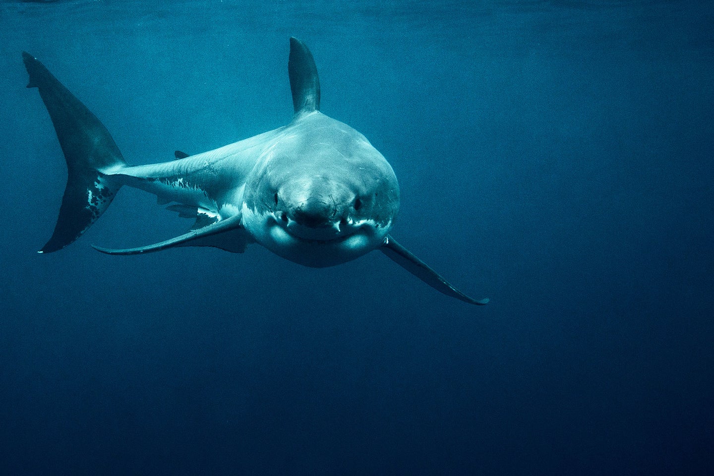 A great white shark swims through the ocean.