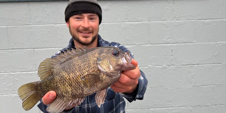 Maryland Angler’s Rock Bass Ties State Record Set Nearly 30 Years Ago
