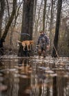 duck hunter retrieves mallard in flooded timber with yellow lab