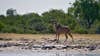 A greater kudu walks across landscape in Africa