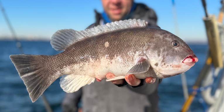 Winter Saltwater Fishing: How to Fish for Cod, Tautog, and Ling in Blizzard Temps