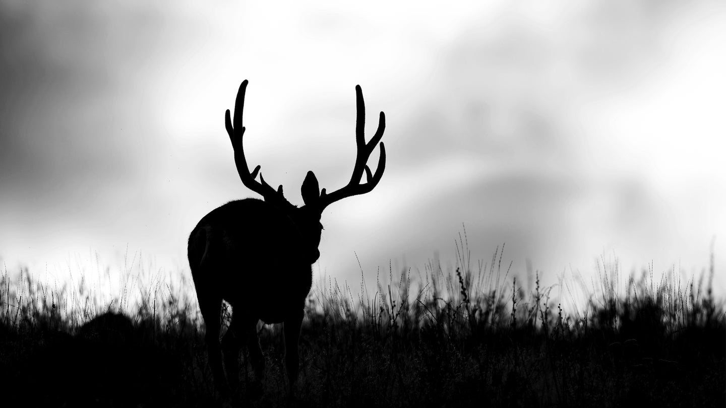 A mule deer silhouetted against the sky walks through a meadow