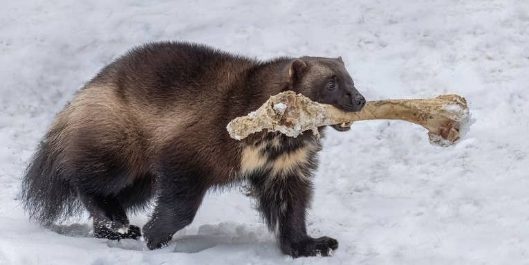 Montana to Sue Feds Over Decision to Add Wolverines  to Endangered Species List