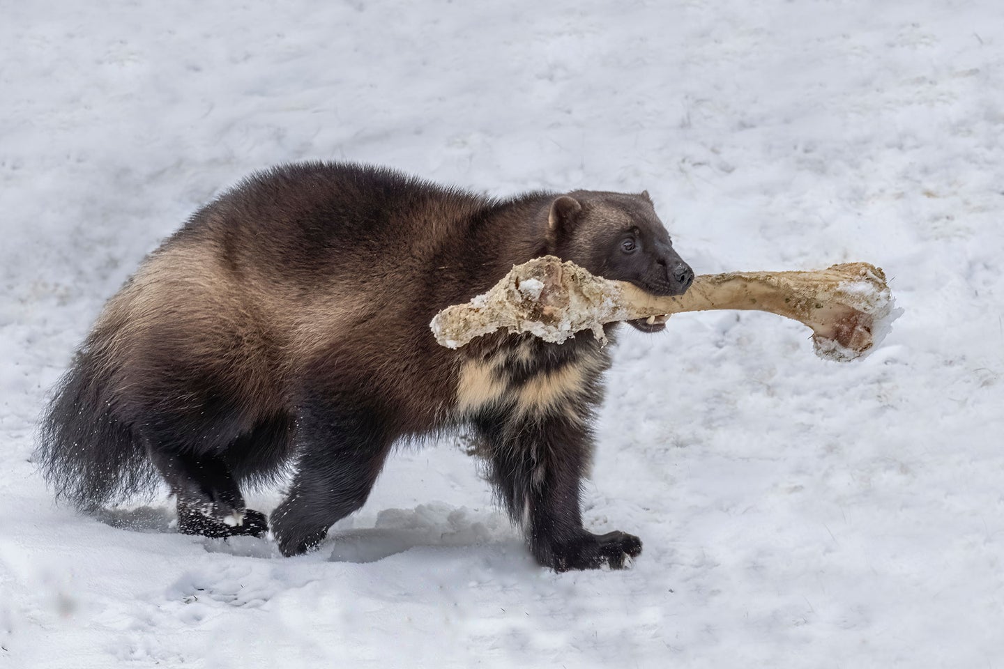A wolverine carries a large bone through a snowy field.