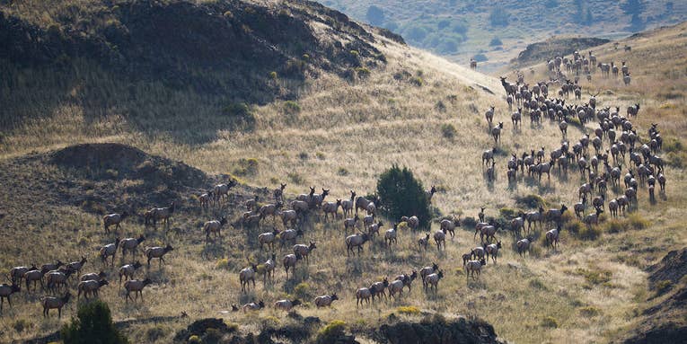 Idaho Bill Would Block Hunters from Using GPS Collar Data to Locate Deer and Elk
