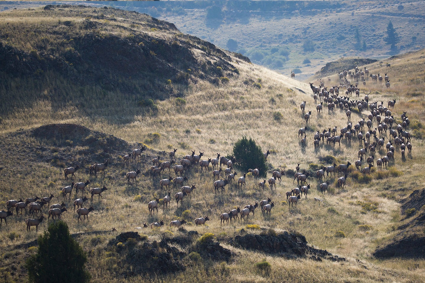 An elk herd migrates through the mountains.