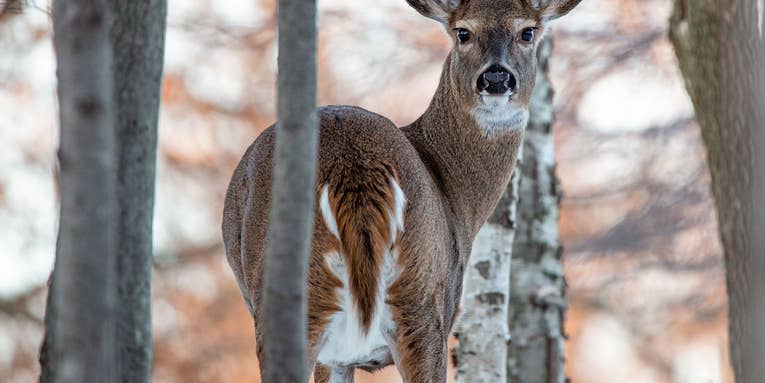 Lawmakers Propose Blanket Ban on Doe Hunting in Wisconsin’s Famed Northwoods