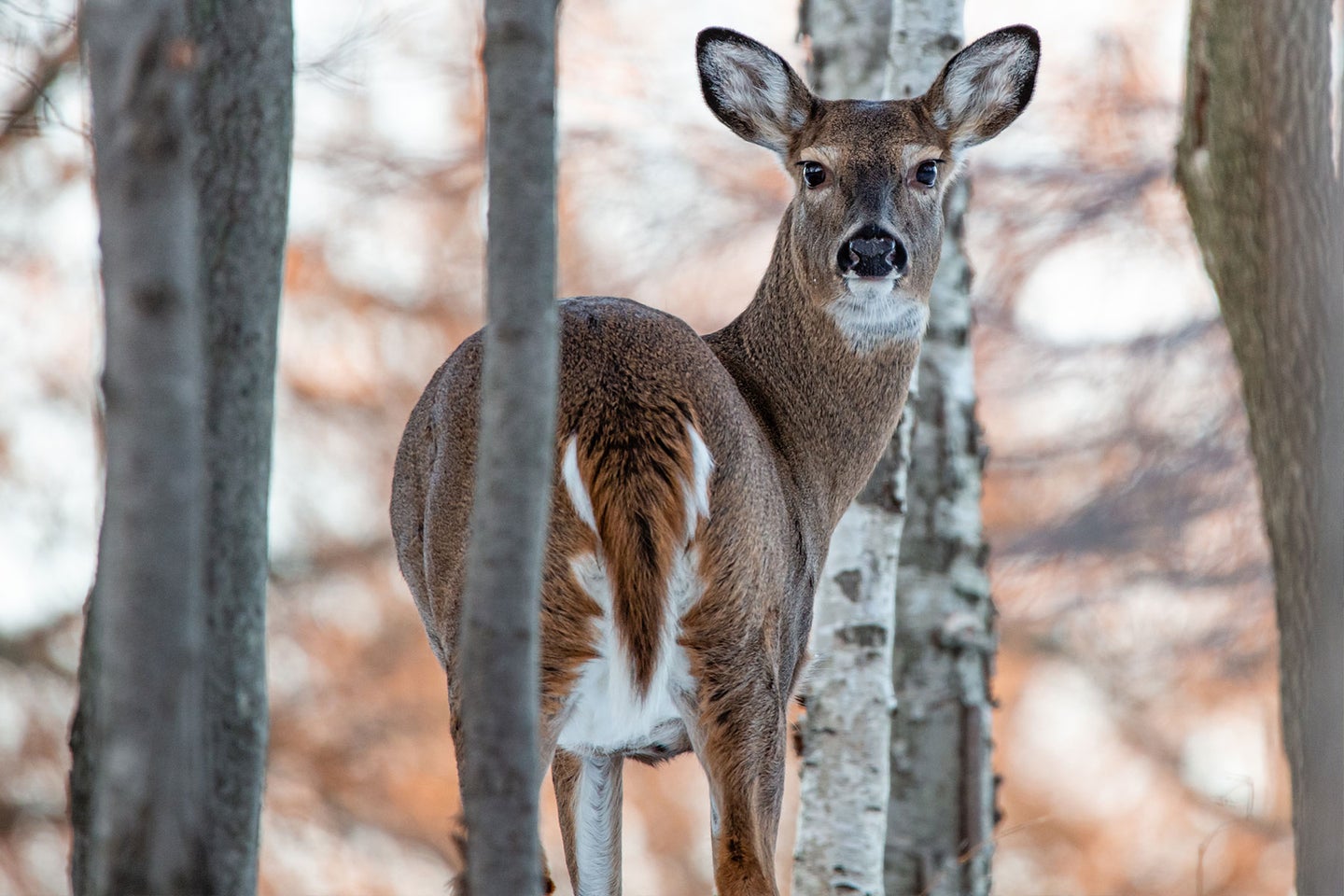 A whitetail doe looks back from behind a small tree.