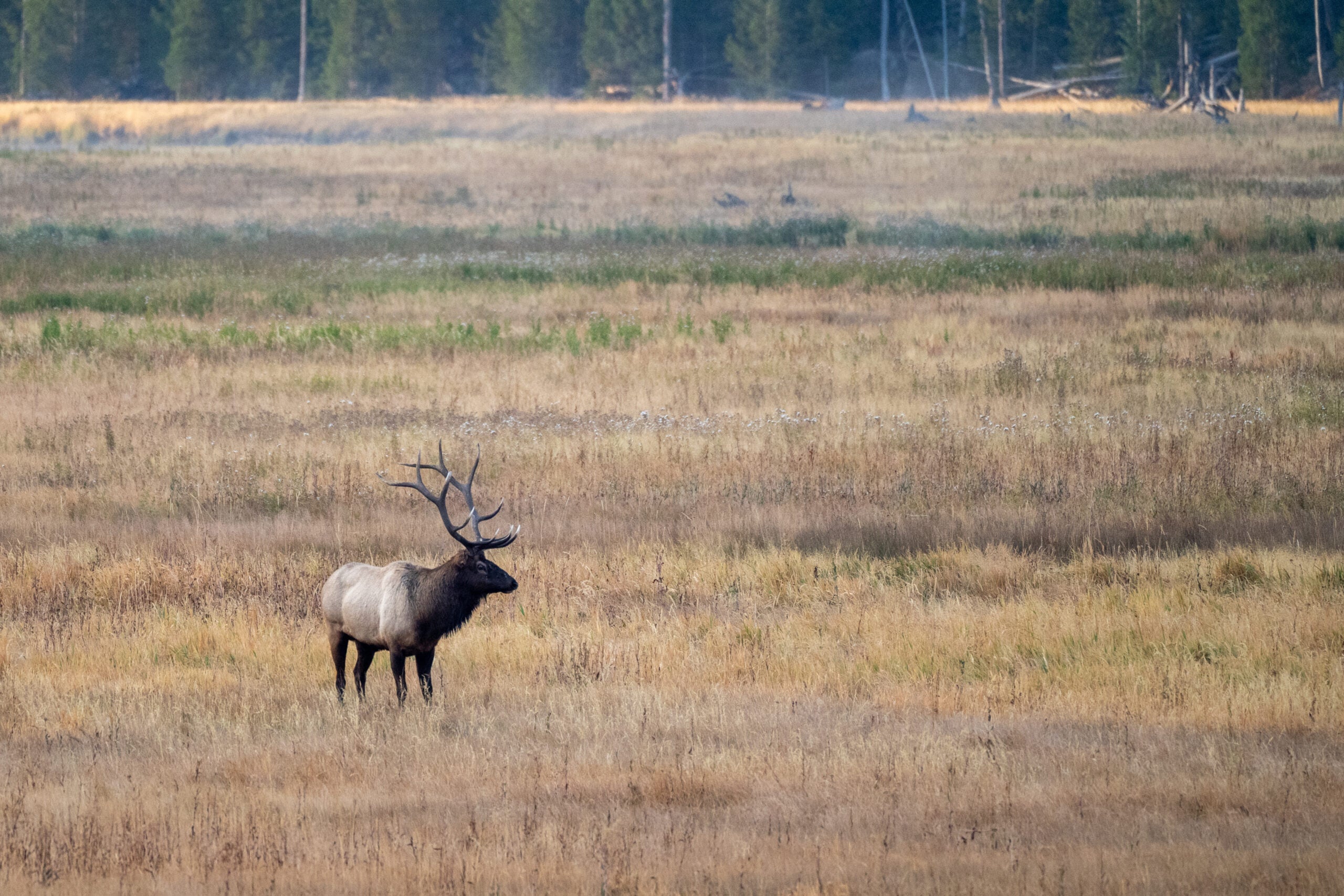 A bull elk stands in the middle of an open meadow, timber behind