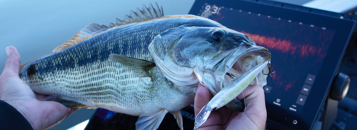 Berkley Just Released Forward-Facing Sonar Baits—And They're Pretty Awesome