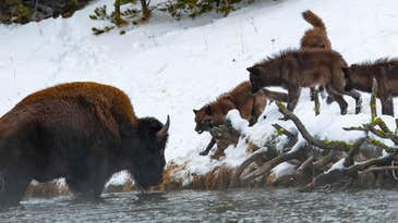 As Yellowstone’s Elk Numbers Decline, the Park’s Wolves Turn to Bison