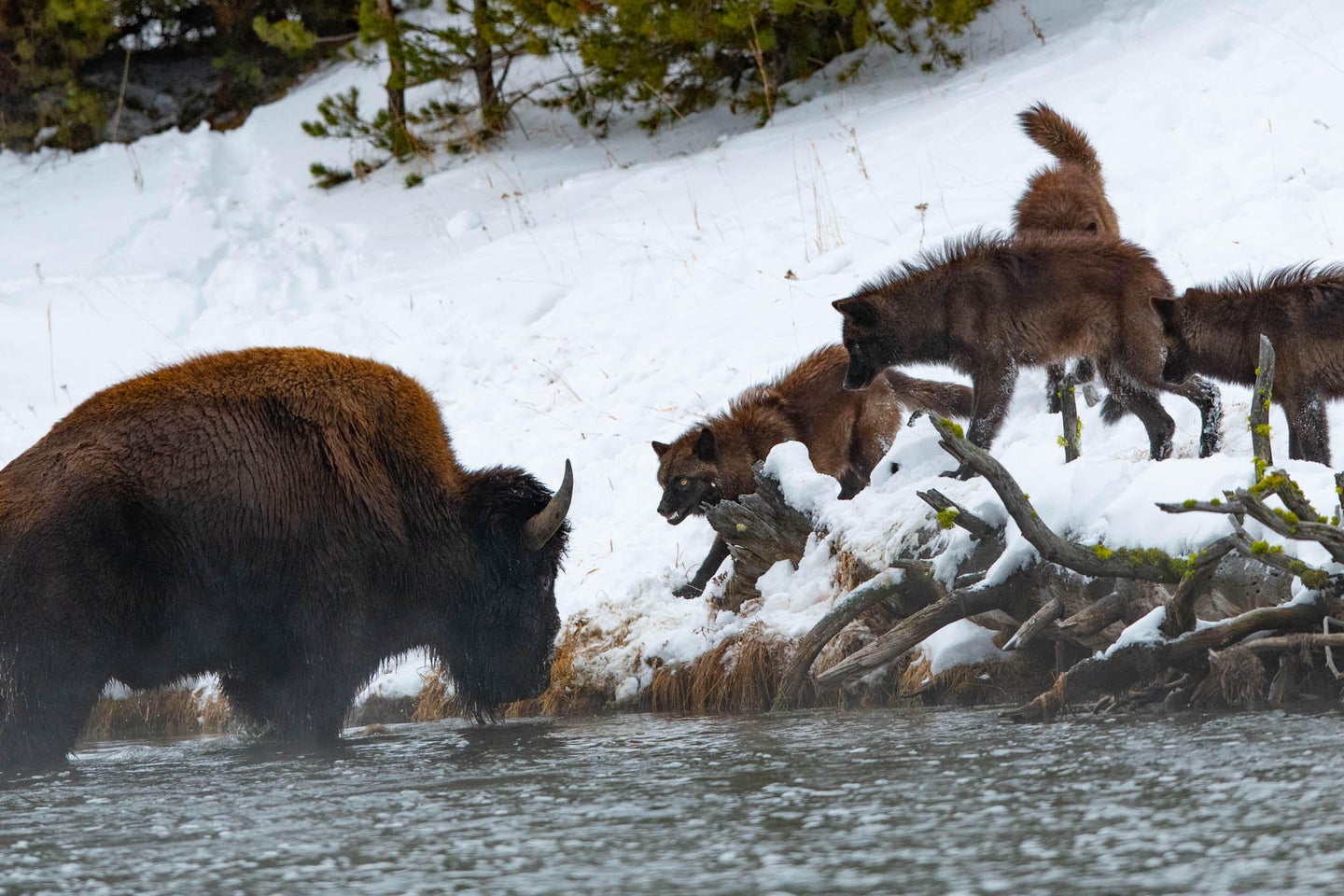A recent standoff between a bison and a wolf in Yellowstone National Park.
