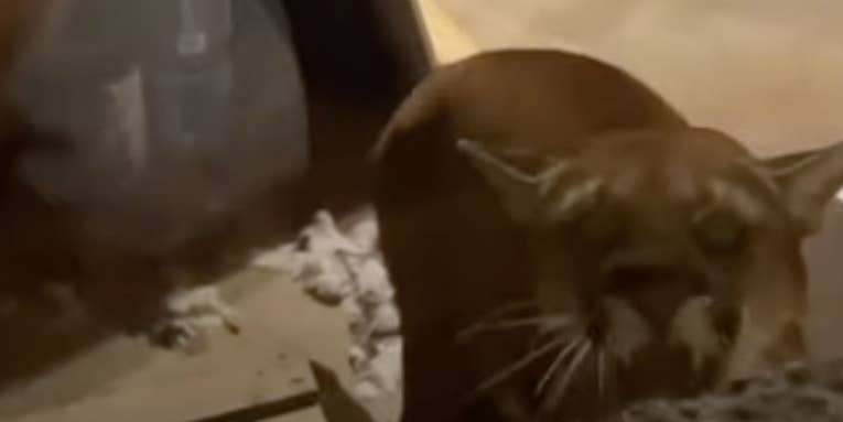 Watch: Video Shows Mountain Lion with House Cat in its Mouth Pounding on Cabin Window