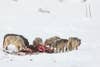 A wolf pack feeds on a bison carcass in Yellowstone National Park.