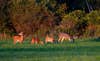 A whitetail buck and several does feed in an open green field