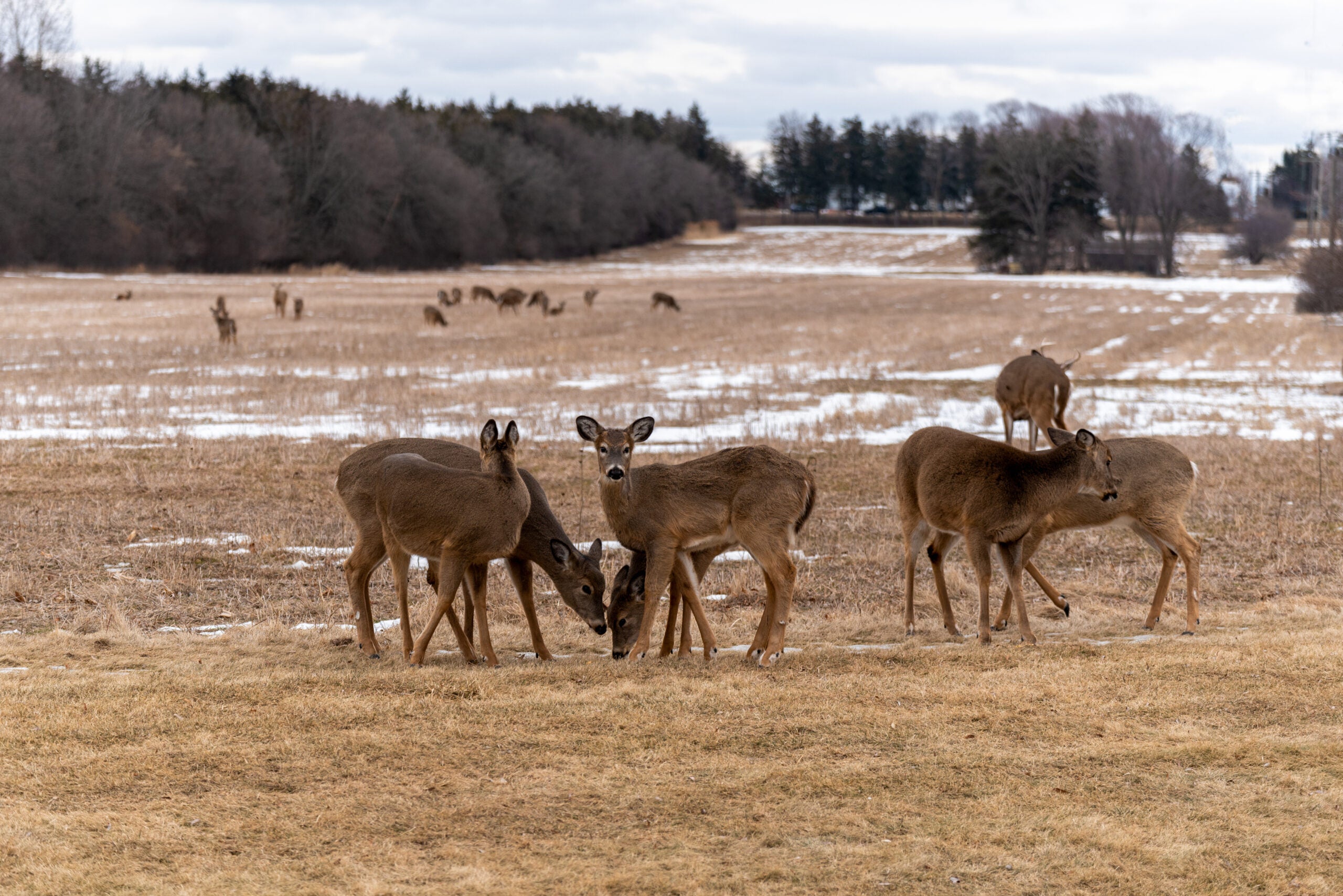 A large group of whitetail deer feed in an early spring field
