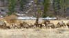 A bull elk surrounded by a group of cow elk in an alpine meadow