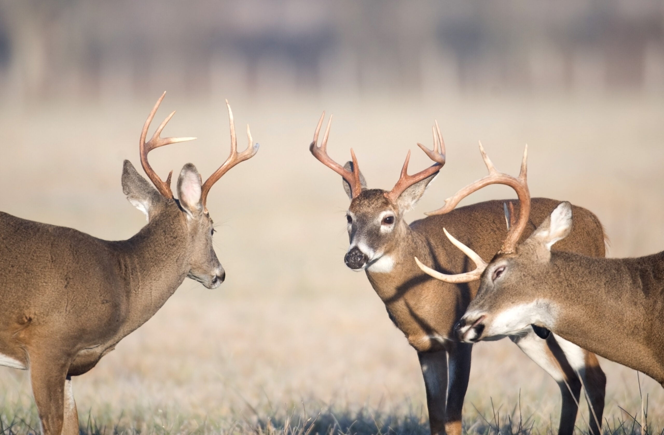 A group of three whitetail buck face each other in an open field
