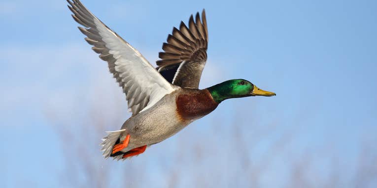 Mallard Duck: America’s Most Popular Waterfowl Species