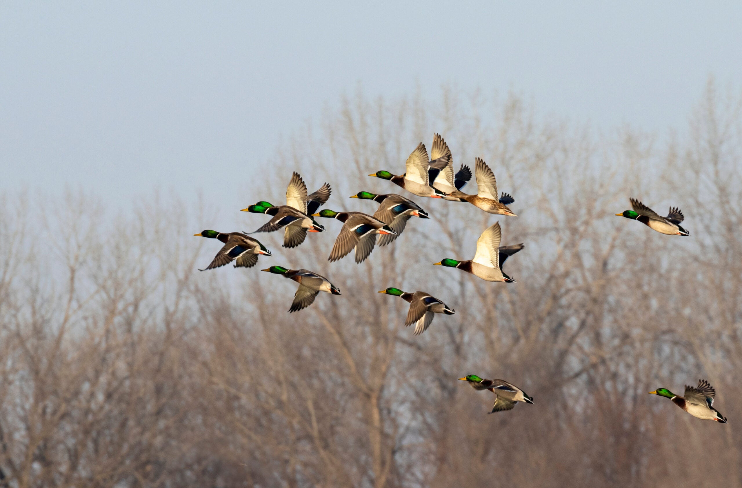 a flock of mallard ducks flying