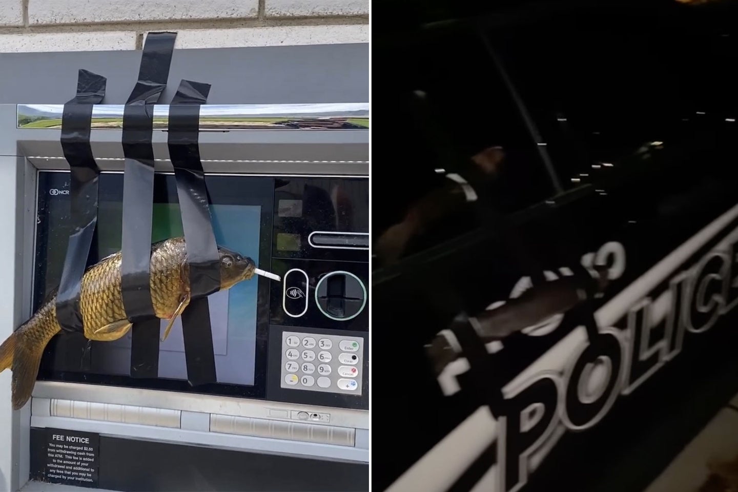 Utah Teen Sent to Juvenile Court for Duct Taping Dead Fish to ATMs