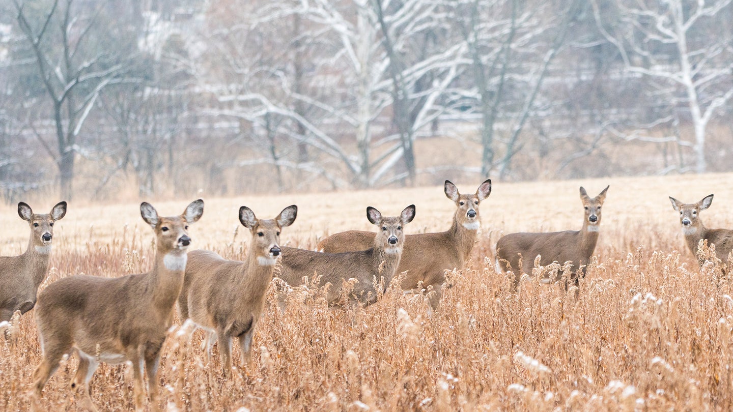 A group of seven whitetail deer stare ahead while standing in a grassy field