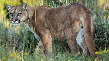 Colorado Pet Owner Fires Handgun to Rescue Dog From Mountain Lion Attack