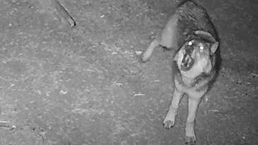 Wolves are Returning to California—And This Recent Trail Camera Footage is Proof