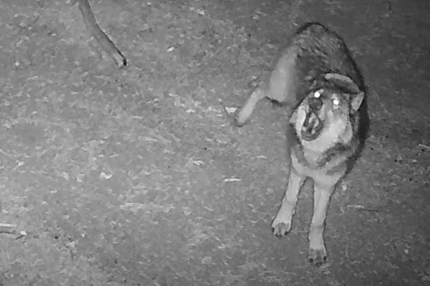 A wolf howls in a recent trail camera video shared by California wildlife officials.