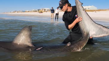 Watch: Surf Fisherman Lands Massive Great White Shark Weighing more than 1,000 Pounds