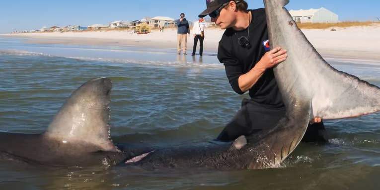 Watch: Surf Fisherman Lands Massive Great White Shark Weighing more than 1,000 Pounds