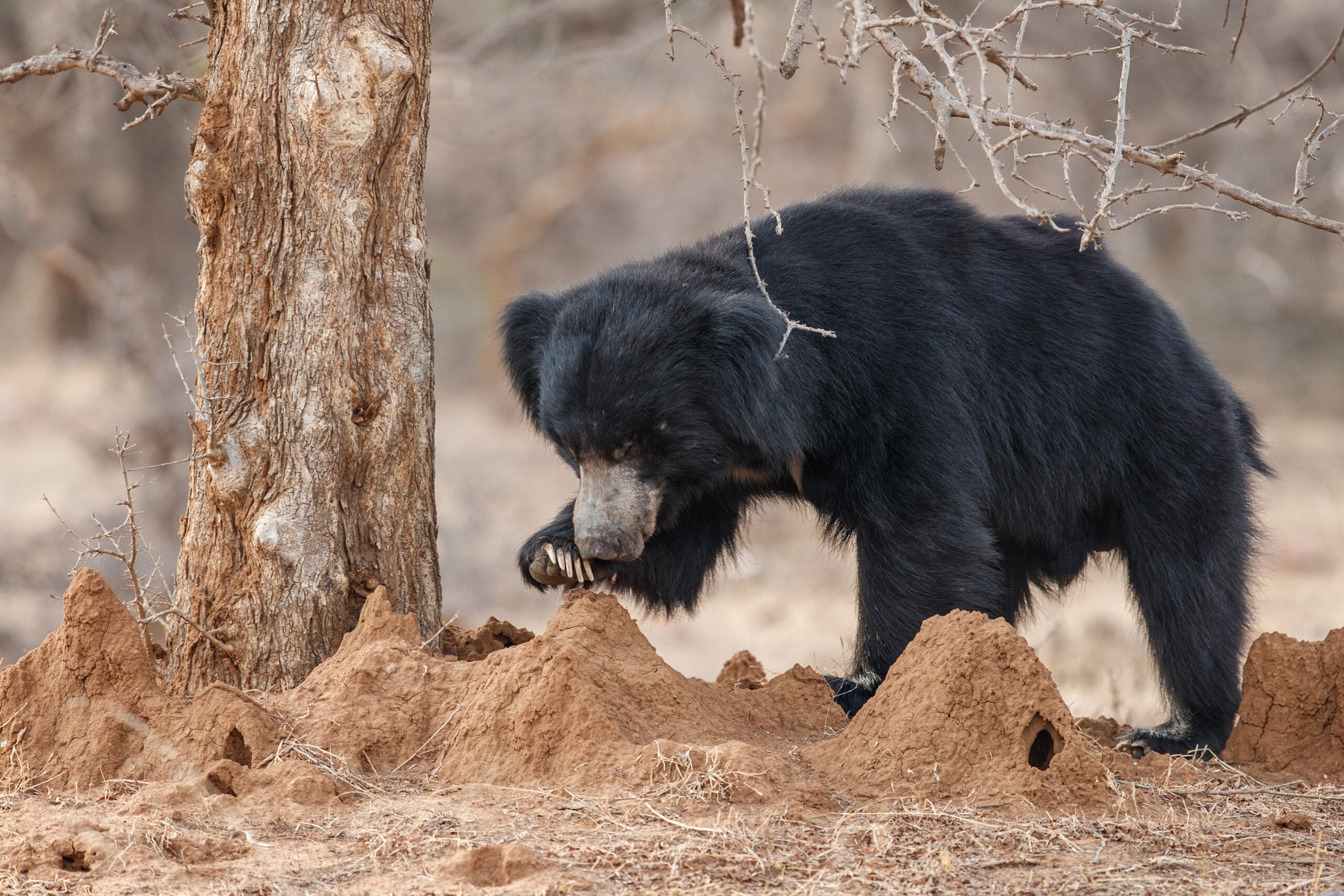 A sloth bear investigates termite mounds in India