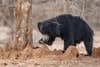A sloth bear investigates termite mounds in India