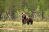 A brown bear look up from the edge of a river with forest in background