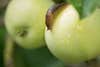 A slug crawls over a wet, green apple in an apple orchard