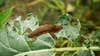A slug crawls across a cauliflower leaf in a garden