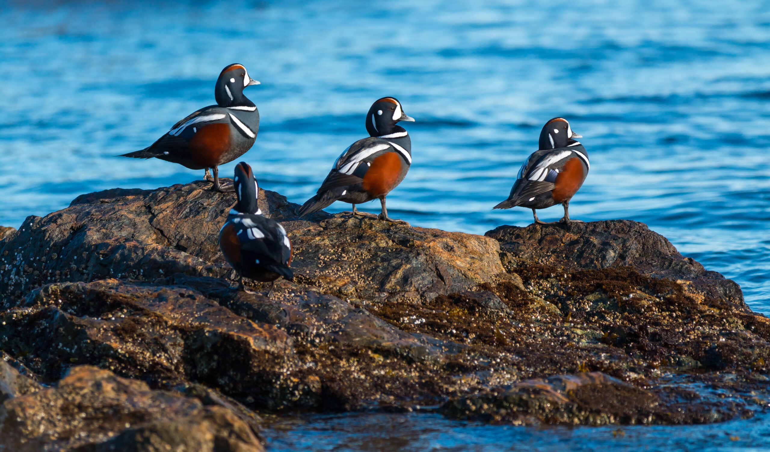 four drake harlequin ducks on rocks