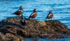 four drake harlequin ducks on rocks