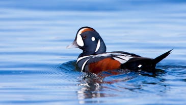 Harlequin Duck: A Once-in-a-Lifetime Bird for Hunters