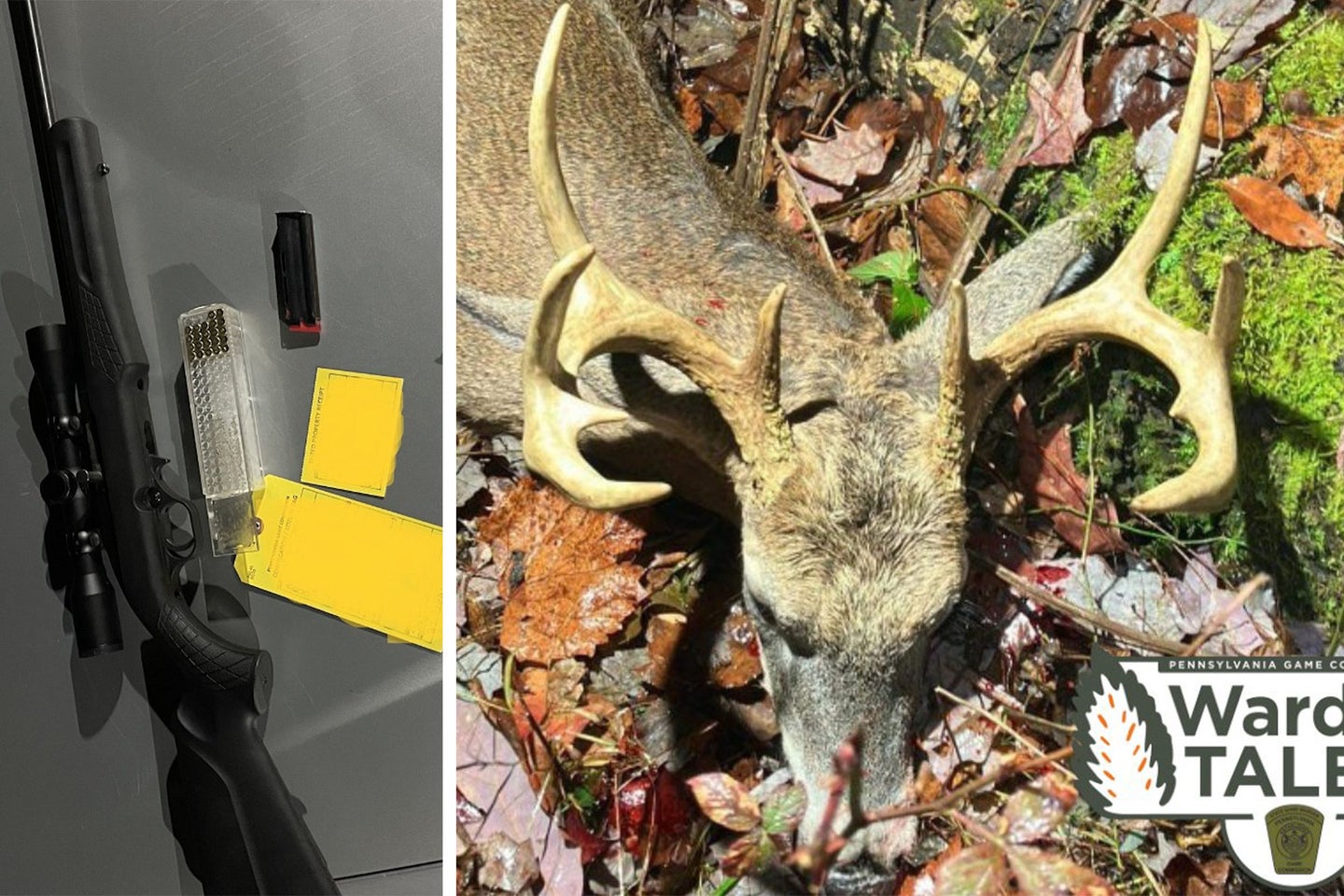 A poached buck next to a rifle seized by game warden in Pennsylvania.