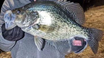 Why Did Game Wardens Seize an Angler’s Record-Setting Crappie and Scrub it From the Record Books?