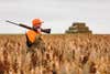pheasant hunter walking through field