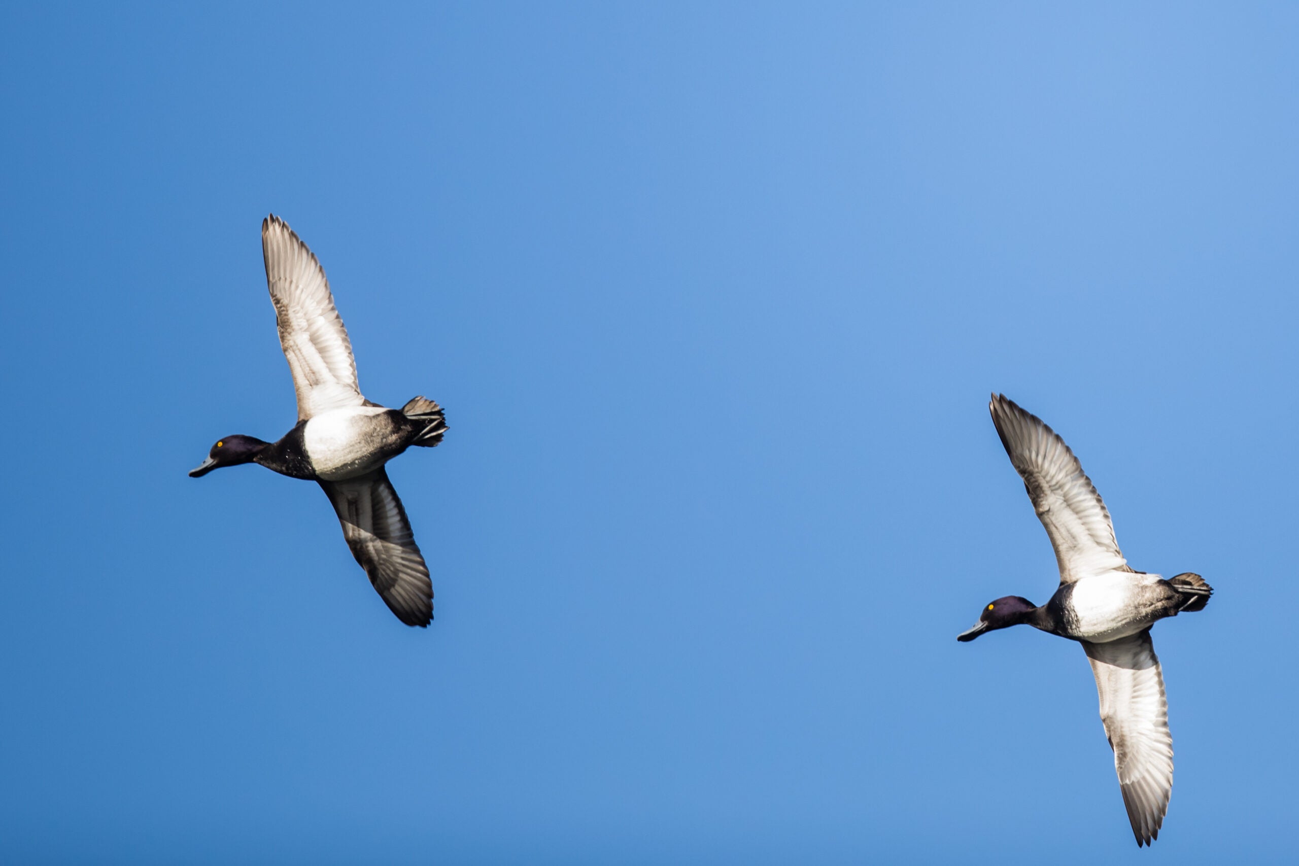 two drake bluebills flying through the air