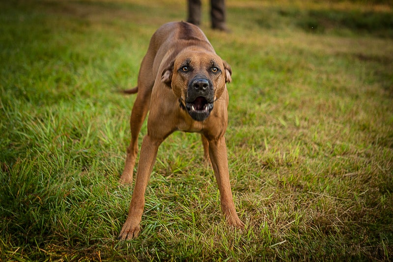 A Rhodesian Ridgeback dog standing in a yard with owners feet in background