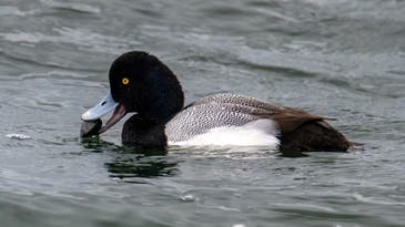 The Bluebill Duck: How To Identify, Hunt, and Cook Scaup