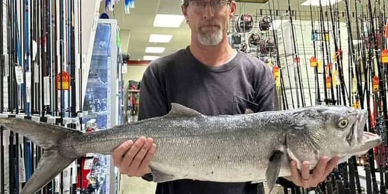 Alabama Angler Catches State Record Bluefish While Targeting Red Drum