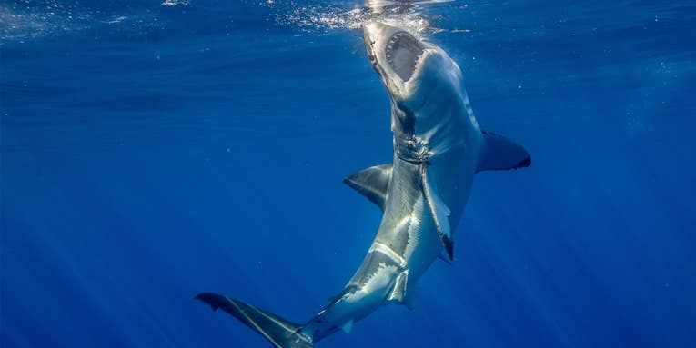 “Unnerving” Spike in Fatal Shark Attacks Recorded in 2023