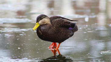 American Black Duck: King of East Coast Puddlers