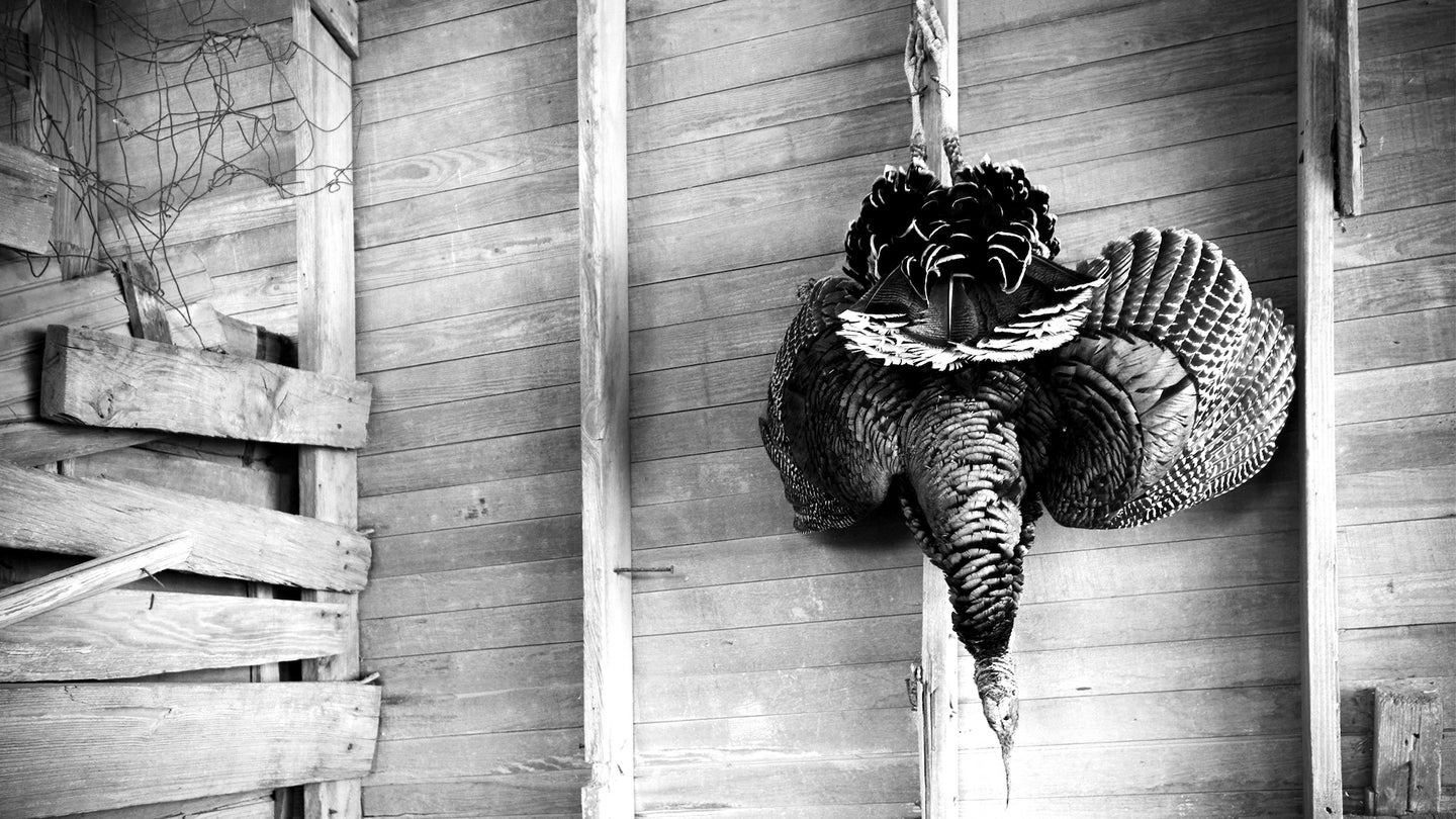 A harvested turkey hangs one the outside wall of a cabin